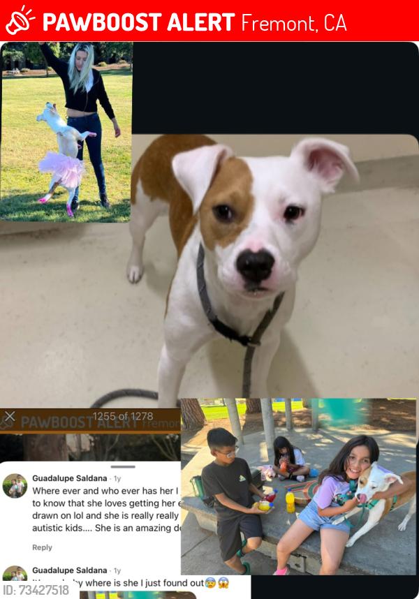 Lost Female Dog last seen Fremont ca, Fremont, CA 94538