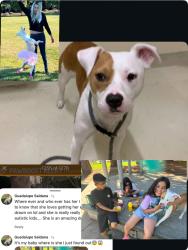 Lost Female Dog last seen Fremont ca, Fremont, CA 94538
