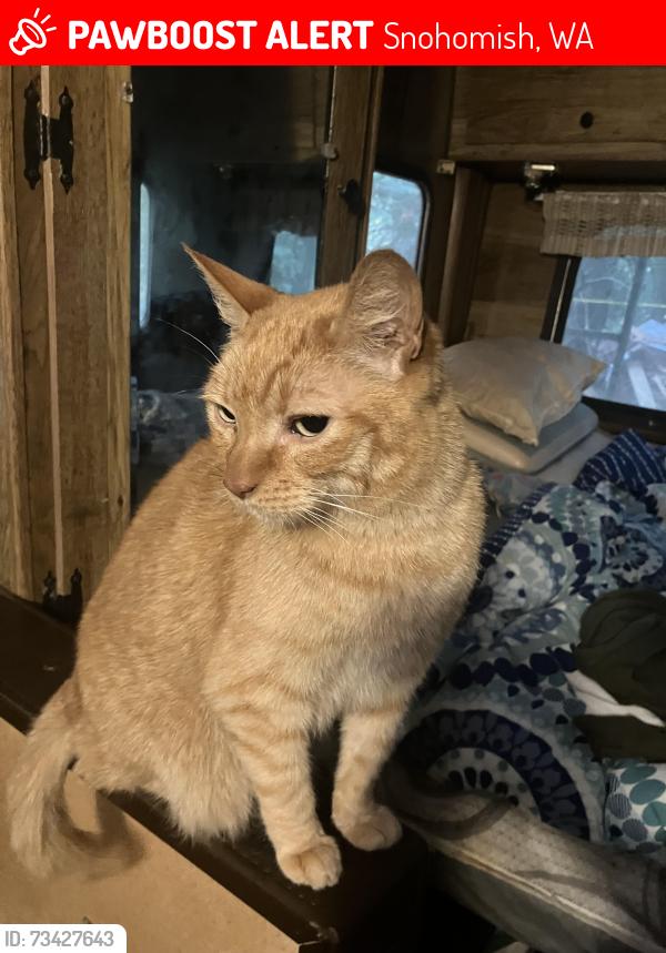 Lost Female Cat last seen Near 20th St, Snohomish, WA 98290, Snohomish, WA 98290