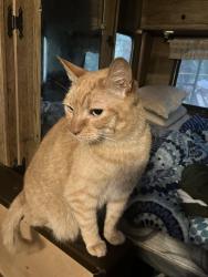 Lost Female Cat last seen Near 20th St, Snohomish, WA 98290, Snohomish, WA 98290