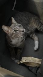 Found/Stray Unknown Cat last seen Near and 54, Odessa, FL 33558