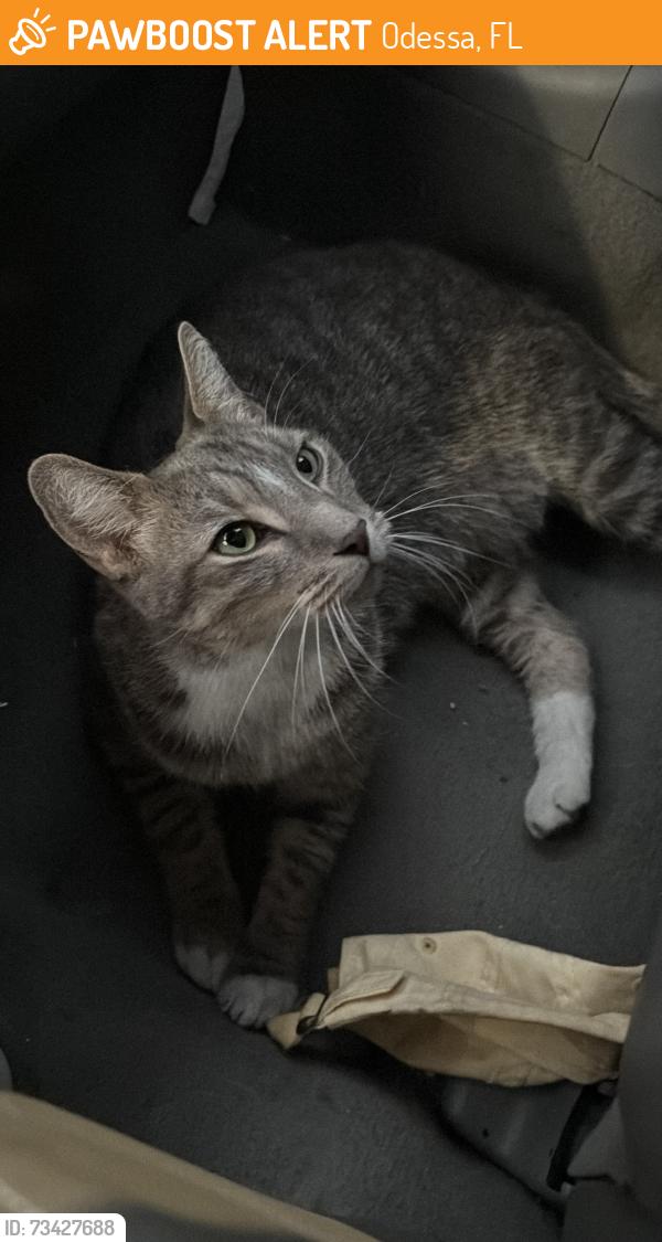 Found/Stray Unknown Cat last seen Near and 54, Odessa, FL 33558