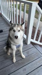 Lost Female Dog last seen R&R food market, Louisburg, NC 27549
