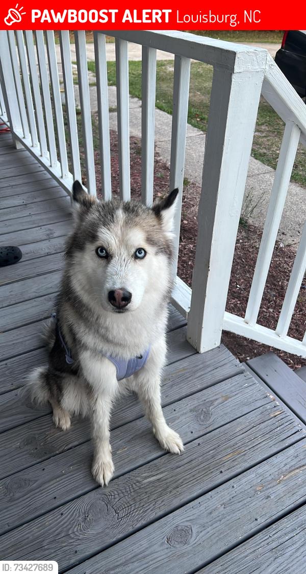 Lost Female Dog last seen R&R food market, Louisburg, NC 27549