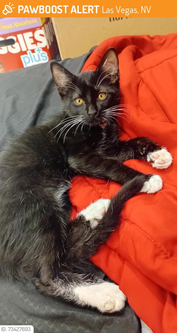 Found/Stray Unknown Cat last seen Swandale avenue, Las Vegas, NV 89121