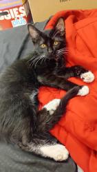 Found/Stray Unknown Cat last seen Swandale avenue, Las Vegas, NV 89121