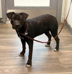 Shelter Stray Female Dog last seen Near Valencia Drive, San Diego, CA, 92115, 5500 Gaines St, San Diego, CA 92110, USA