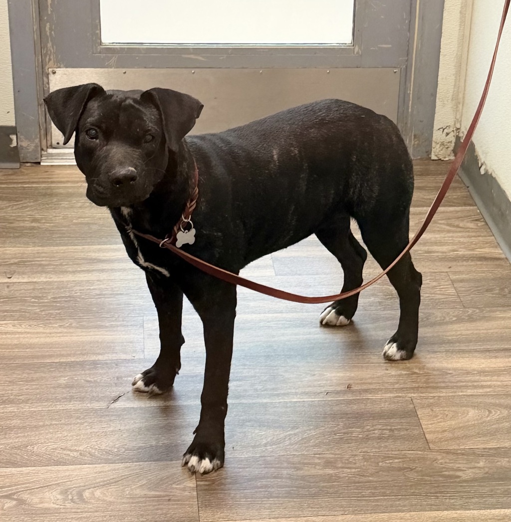 Shelter Stray Female Dog last seen Near Valencia Drive, San Diego, CA, 92115, 5500 Gaines St, San Diego, CA 92110, USA