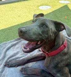 Shelter Stray Male Dog last seen Near Broadway Avenue, El Cajon, CA, 92021, El Cajon, CA 92020, USA