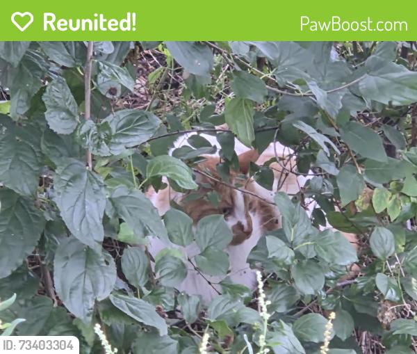 Reunited Unknown Cat last seen Meadowcreek Drive, just off capitol drive by the starbucks, Pewaukee, WI 53072