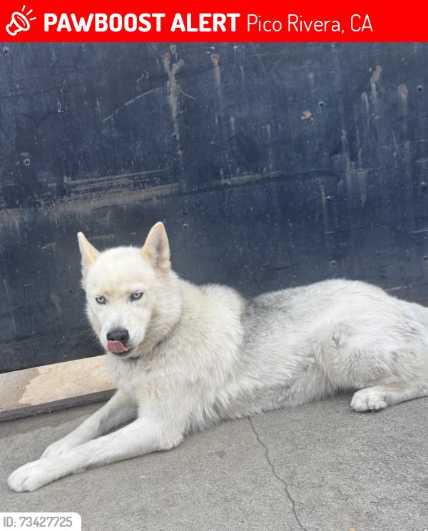 Lost Female Dog last seen Whittier blvd Passons, Pico Rivera, CA 90660