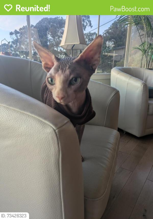 Reunited Male Cat last seen Gateview ave. on Albany Hill, Cross Street Washington Ave., Albany, CA 94706