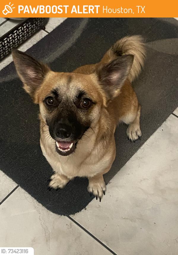 Found/Stray Female Dog last seen Scarsdale Poplarwood, Houston, TX 77089