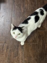 Lost Male Cat last seen Bamore Rd, Rosenberg, TX 77471