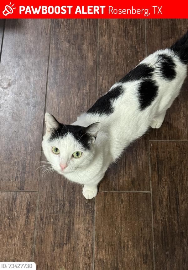 Lost Male Cat last seen Bamore Rd, Rosenberg, TX 77471