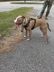 Reunited Female Dog last seen Gilmerton Road near the Holy Temple Church, Chesapeake, VA 23323