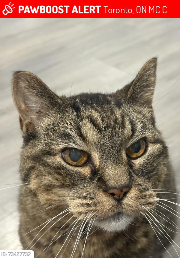 Lost Male Cat last seen Bloor St, Toronto, ON M9C 1C5