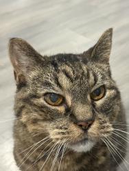 Lost Male Cat last seen Bloor St, Toronto, ON M9C 1C5