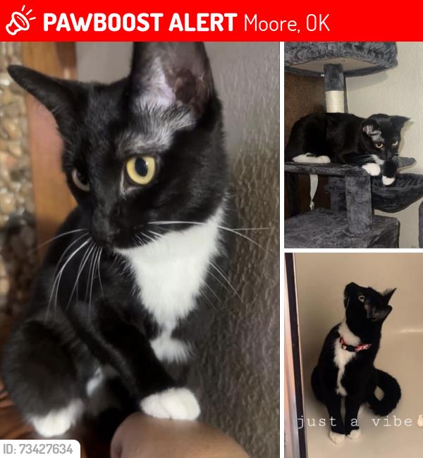 Lost Female Cat last seen SW 22nd St, Moore, OK 73170