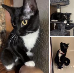 Lost Female Cat last seen SW 22nd St, Moore, OK 73170