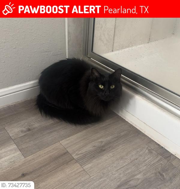 Lost Male Cat last seen Leggett ln, Pearland, TX 77584