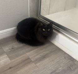 Lost Male Cat last seen Leggett ln, Pearland, TX 77584
