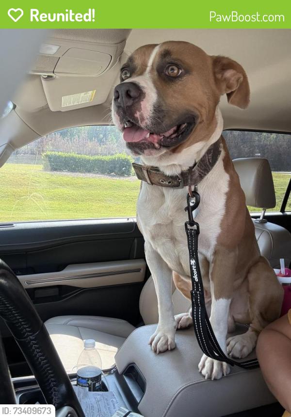 Reunited Male Dog last seen Near Broad St, Rome, GA 30161, Rome, GA 30161
