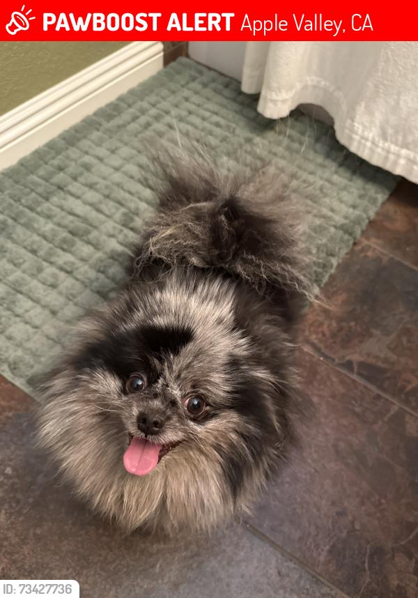 Lost Female Dog last seen Cerra vista & ocotillo way, Apple Valley, CA 92308