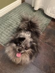 Lost Female Dog last seen Cerra vista & ocotillo way, Apple Valley, CA 92308