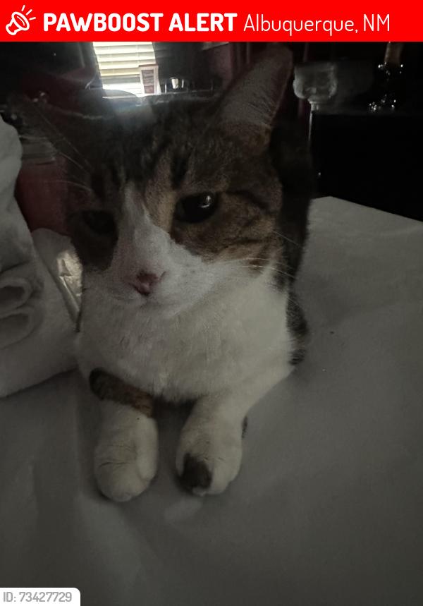 Lost Male Cat last seen Near Saratoga Dr NW 87120, Albuquerque, NM 87120
