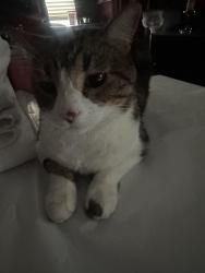 Lost Male Cat last seen Near Saratoga Dr NW 87120, Albuquerque, NM 87120