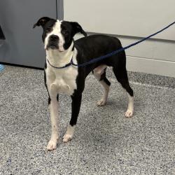 Shelter Stray Male Dog last seen , 328 Furman Hall Rd, Greenville, SC 29609, USA