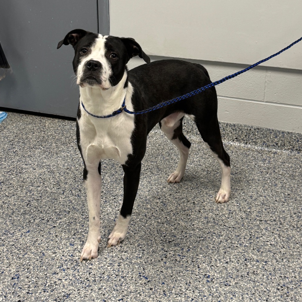 Shelter Stray Male Dog last seen , 328 Furman Hall Rd, Greenville, SC 29609, USA