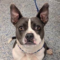 Shelter Stray Male Dog last seen , 328 Furman Hall Rd, Greenville, SC 29609, USA