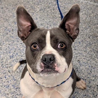 Shelter Stray Male Dog last seen , 328 Furman Hall Rd, Greenville, SC 29609, USA