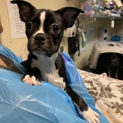 Shelter Stray Female Dog last seen , 361 S Raymond Ave, Pasadena, CA 91105, USA