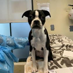 Shelter Stray Female Dog last seen , 361 S Raymond Ave, Pasadena, CA 91105, USA