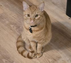 Lost Male Cat last seen Old apex road and howland, Cary, NC 27513