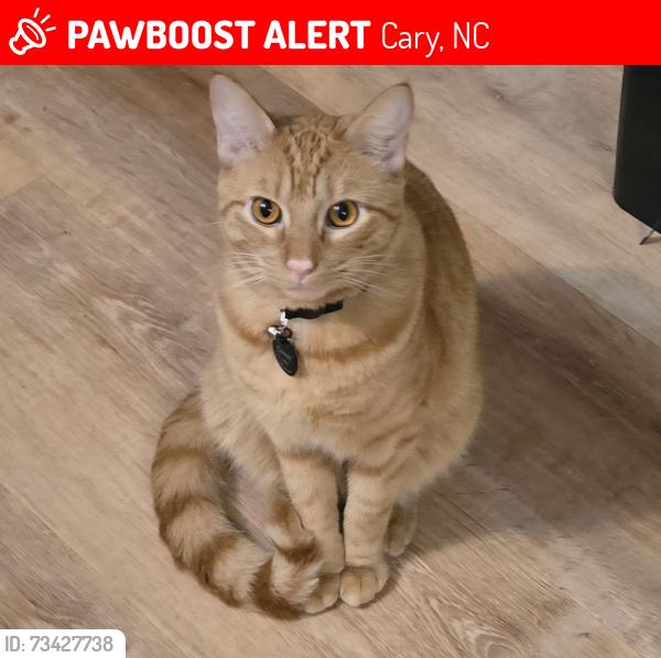 Lost Male Cat last seen Old apex road and howland, Cary, NC 27513