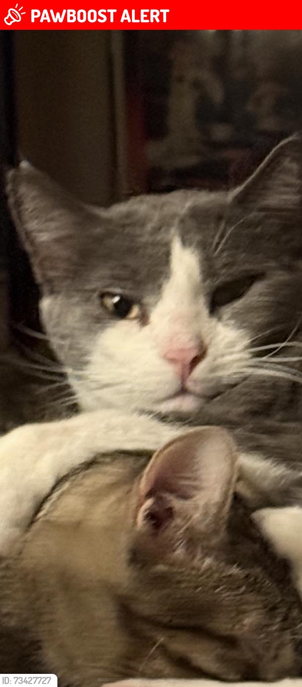 Lost Male Cat last seen Near Lehman Golf Course, Lehman Township, PA 18612