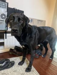 Reunited Female Dog last seen Near 27th Ave, Oakland, CA 94601