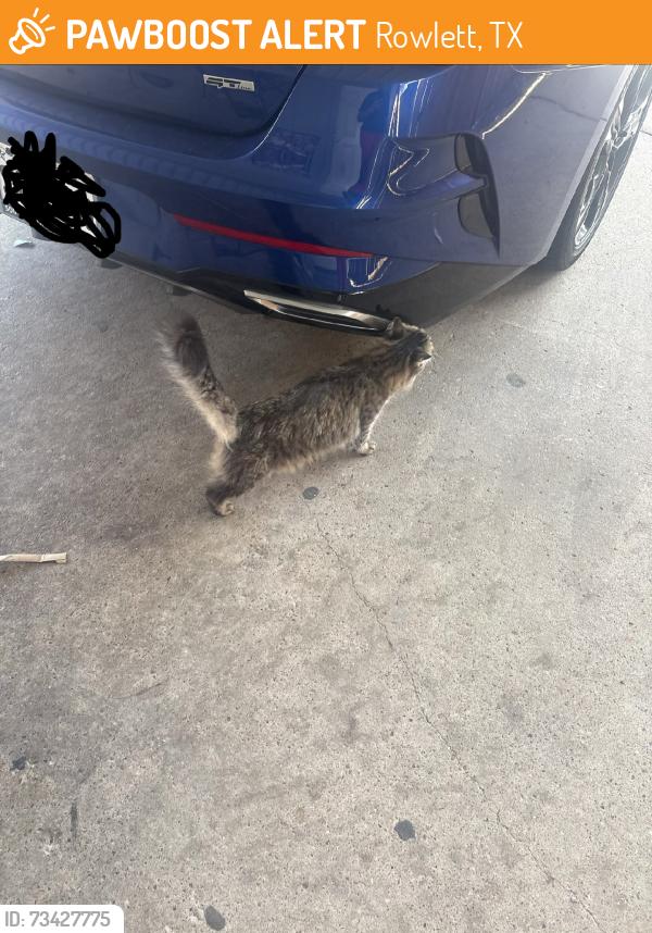 Found/Stray Unknown Cat last seen Maplewood Dr and Fairfield, Rowlett, TX 75088