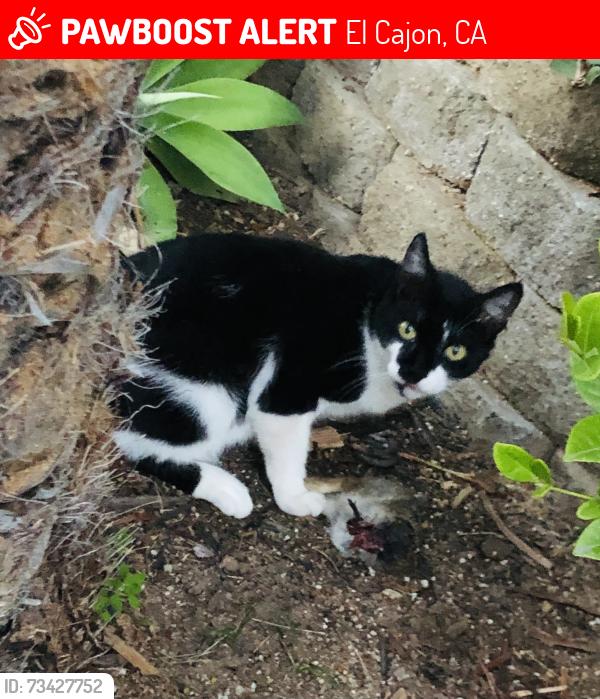 Lost Female Cat last seen Sunburst and Pepper Dr, El Cajon, CA 92021