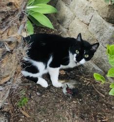 Lost Female Cat last seen Sunburst and Pepper Dr, El Cajon, CA 92021