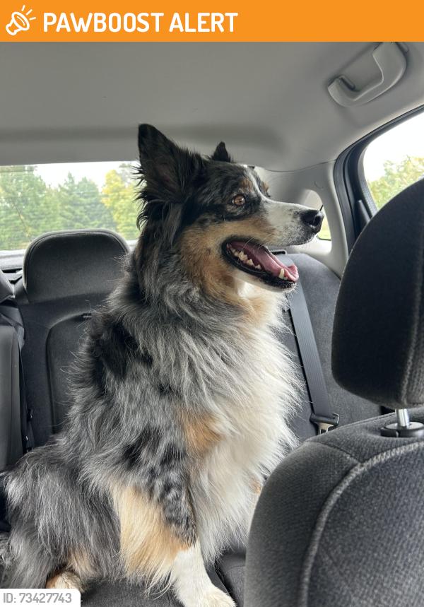 Found/Stray Unknown Dog last seen Highway 95, St. George Township, MN 56304