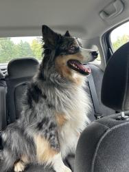 Found/Stray Unknown Dog last seen Highway 95, St. George Township, MN 56304