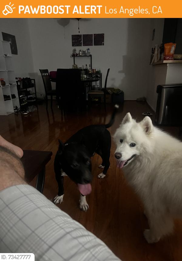 Found/Stray Male Dog last seen Yolanda ave, Los Angeles, CA 91356
