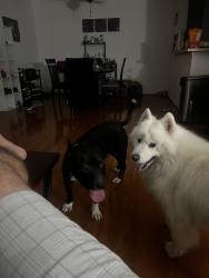 Found/Stray Male Dog last seen Yolanda ave, Los Angeles, CA 91356