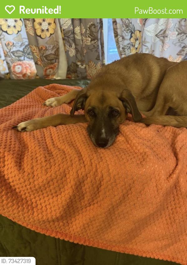 Reunited Female Dog last seen Earl and Magnolia Ave E, Saint Paul, MN 55106