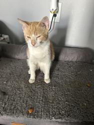 Found/Stray Male Cat last seen Astoria park apmts, Indianapolis, IN 46214